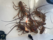 Load image into Gallery viewer, 2 Tank Private Boat Scuba Charter Deposit (6 diver max)