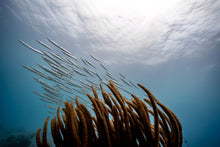 Load image into Gallery viewer, 2 Tank Private Boat Scuba Charter Deposit (6 diver max)